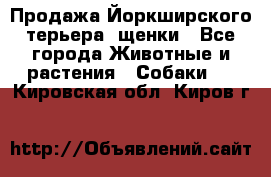 Продажа Йоркширского терьера, щенки - Все города Животные и растения » Собаки   . Кировская обл.,Киров г.